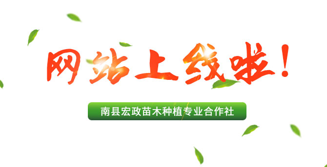 永濟市永紅苗木種植專業合作社,湖(hú)南杉類苗木種植銷售,水(shuǐ)杉種植,池杉